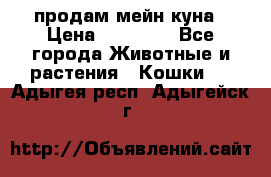 продам мейн куна › Цена ­ 15 000 - Все города Животные и растения » Кошки   . Адыгея респ.,Адыгейск г.